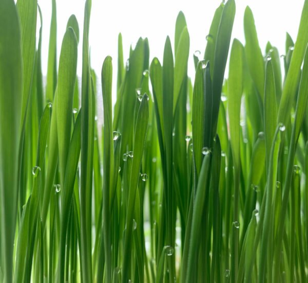 wet grass stock photo